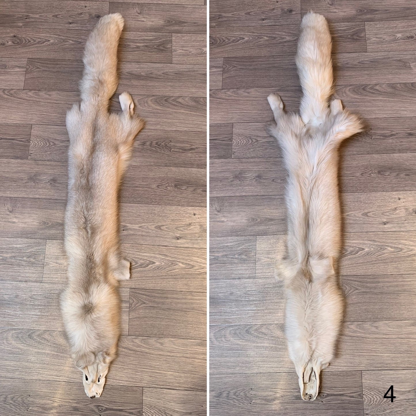 Palomino Frost fox pelt (4)