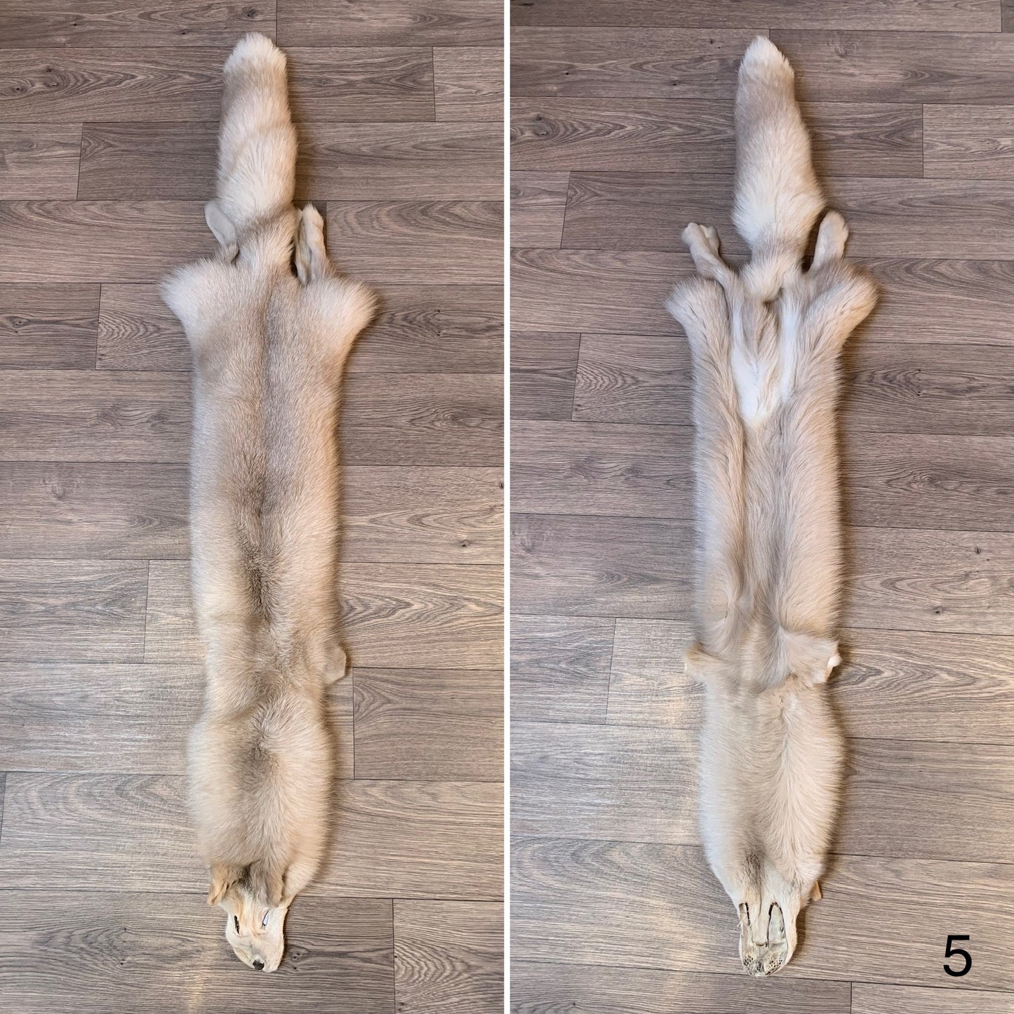 Palomino Frost fox pelt (5)