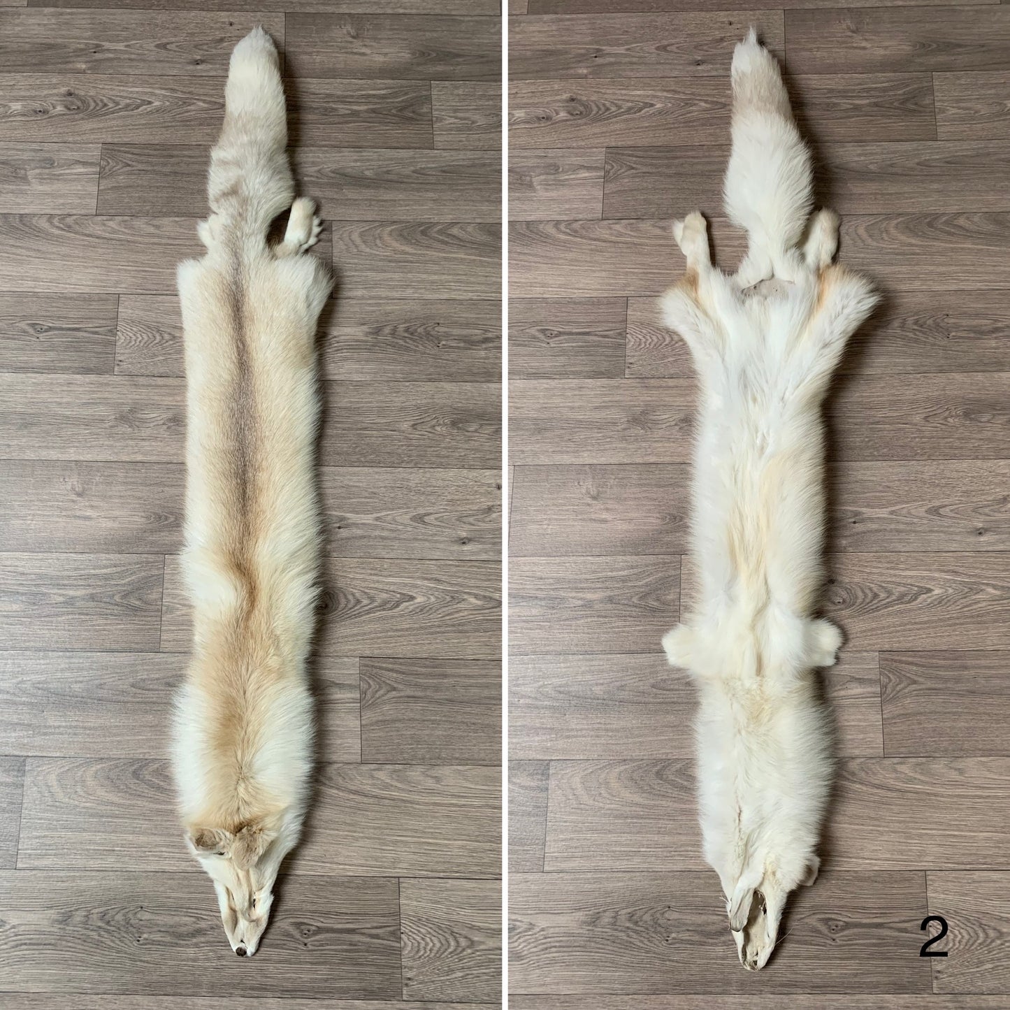 Apricot Frost fox pelt (2)