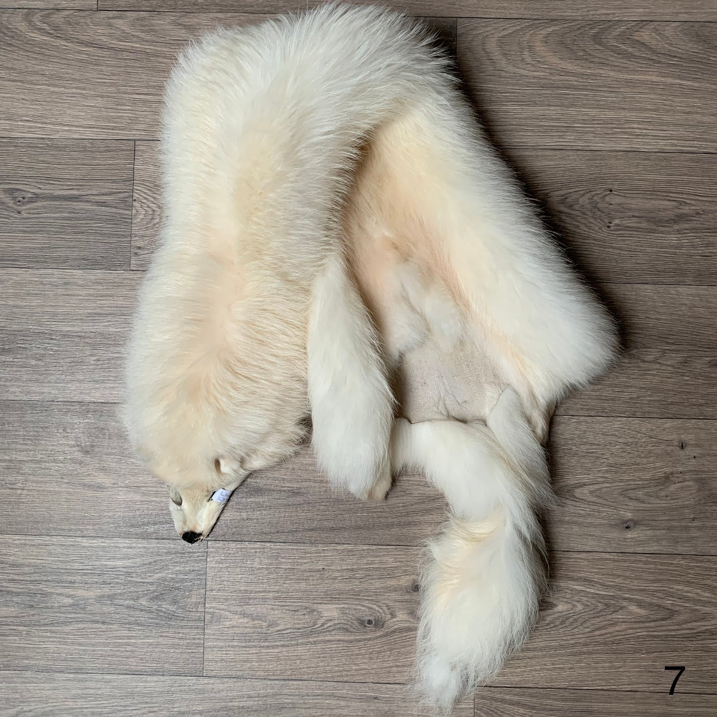 White tanuki pelt (7)