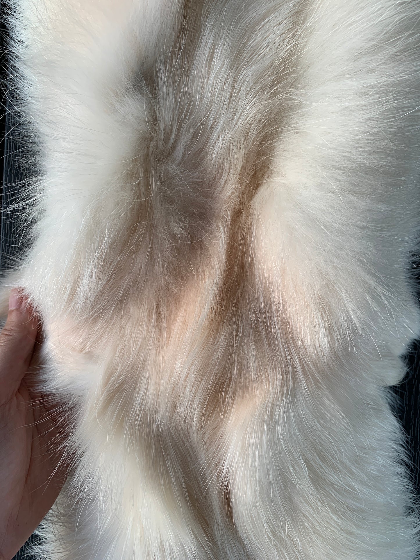 White tanuki pelt (7)