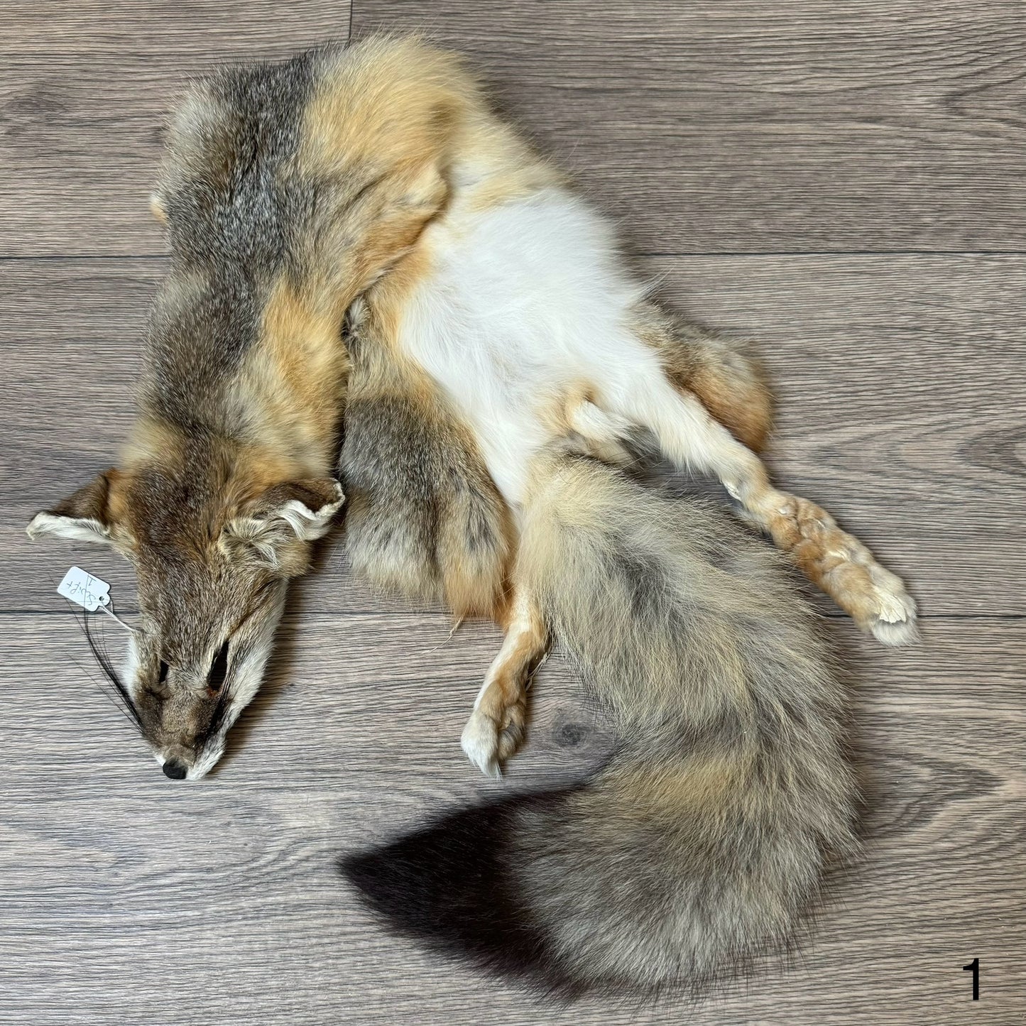 Swift fox pelt (1)