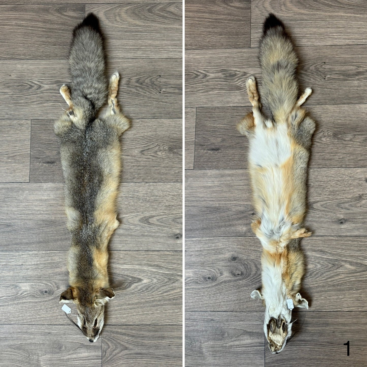 Swift fox pelt (1)