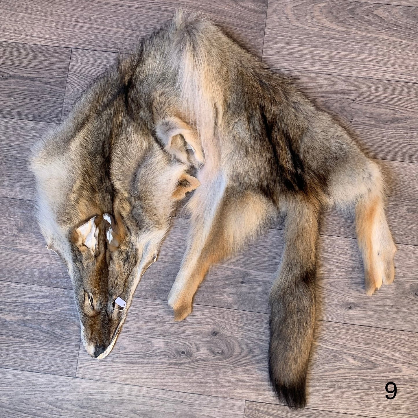 Coyote pelt (9)