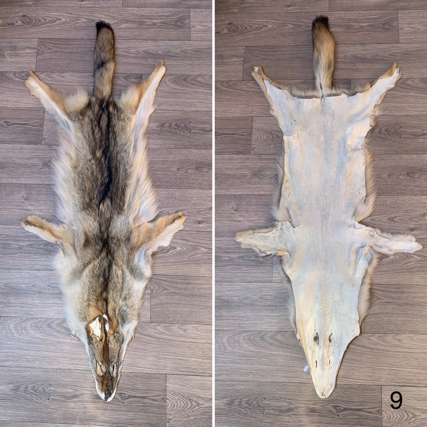 Coyote pelt (9)