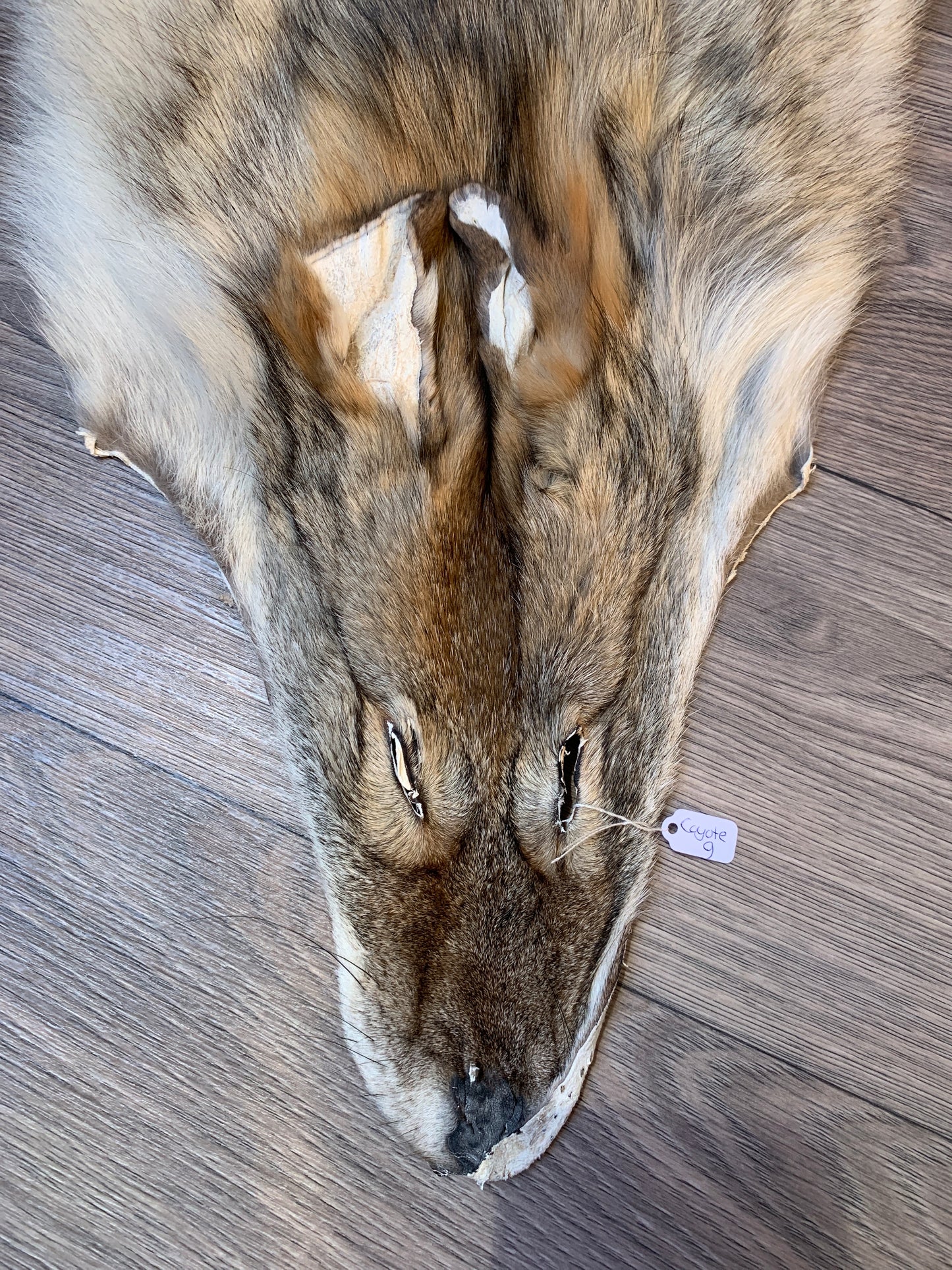 Coyote pelt (9)