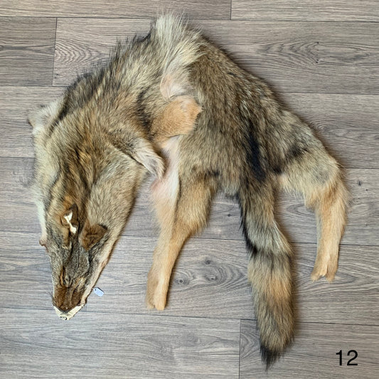 Coyote pelt (12)