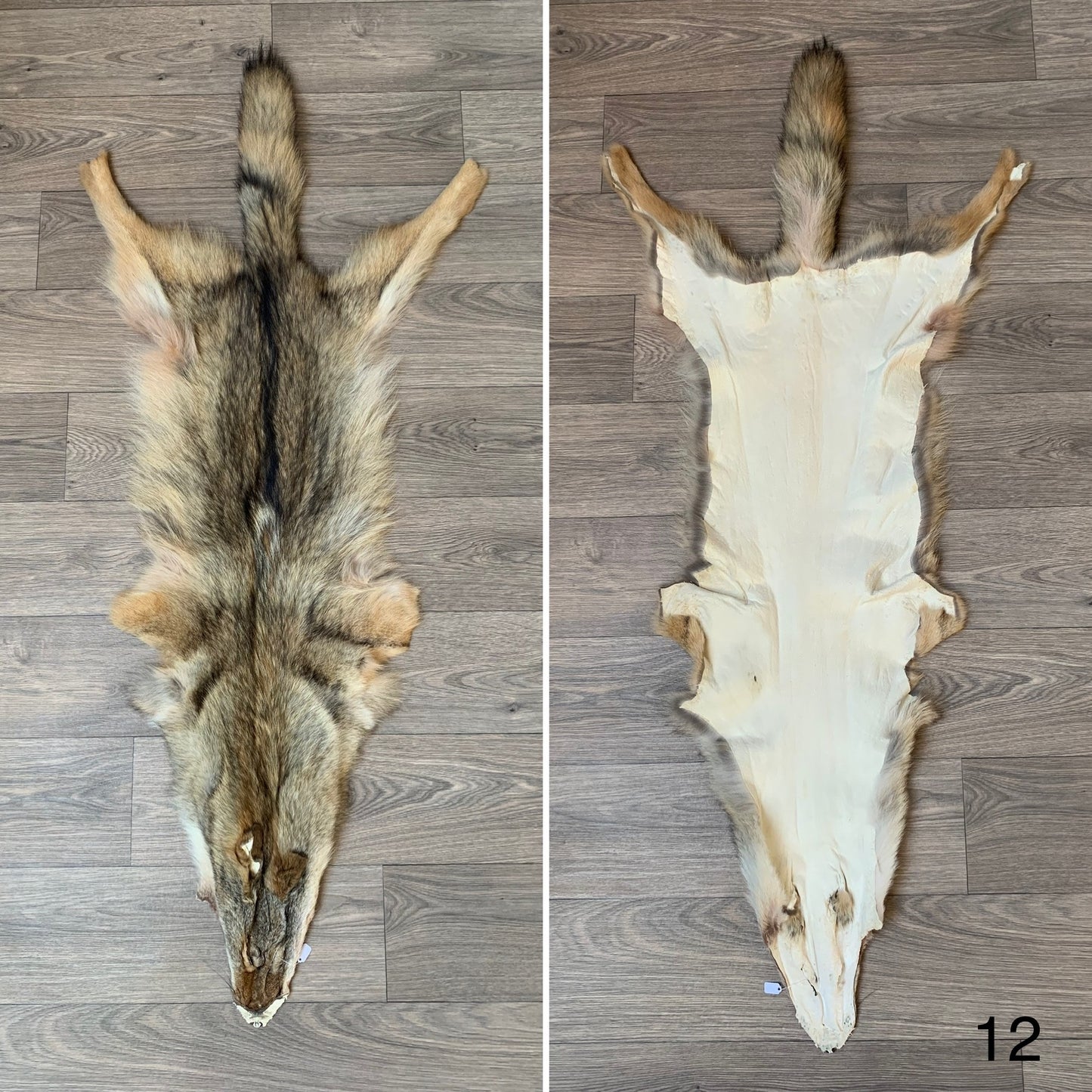 Coyote pelt (12)