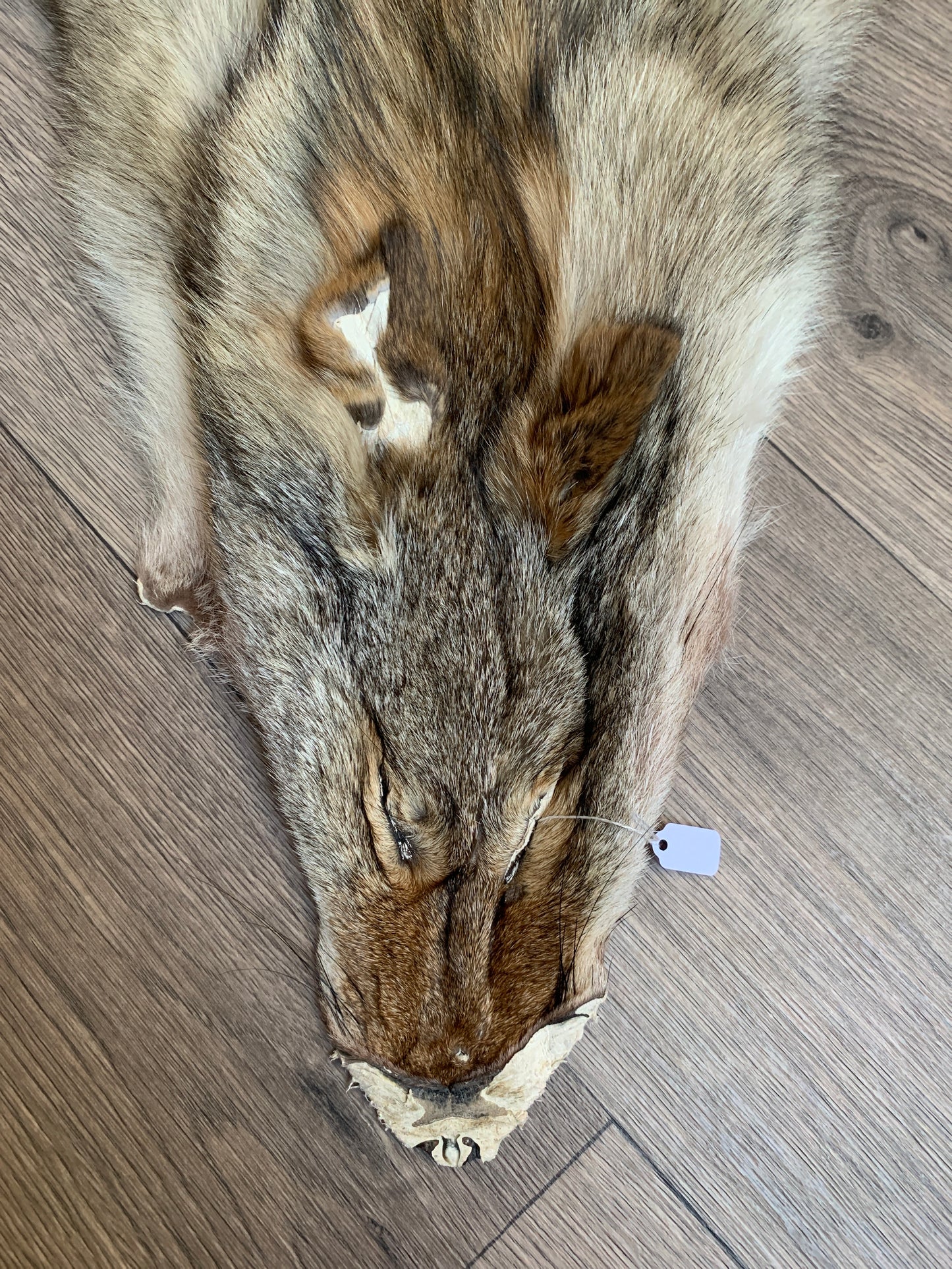 Coyote pelt (12)