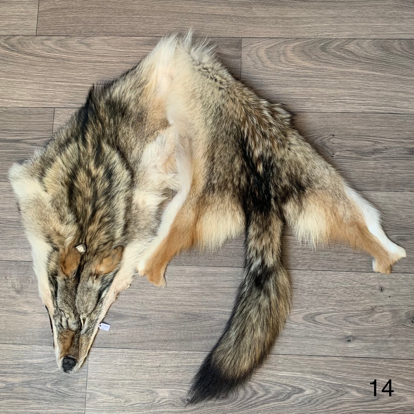 Coyote pelt (14)