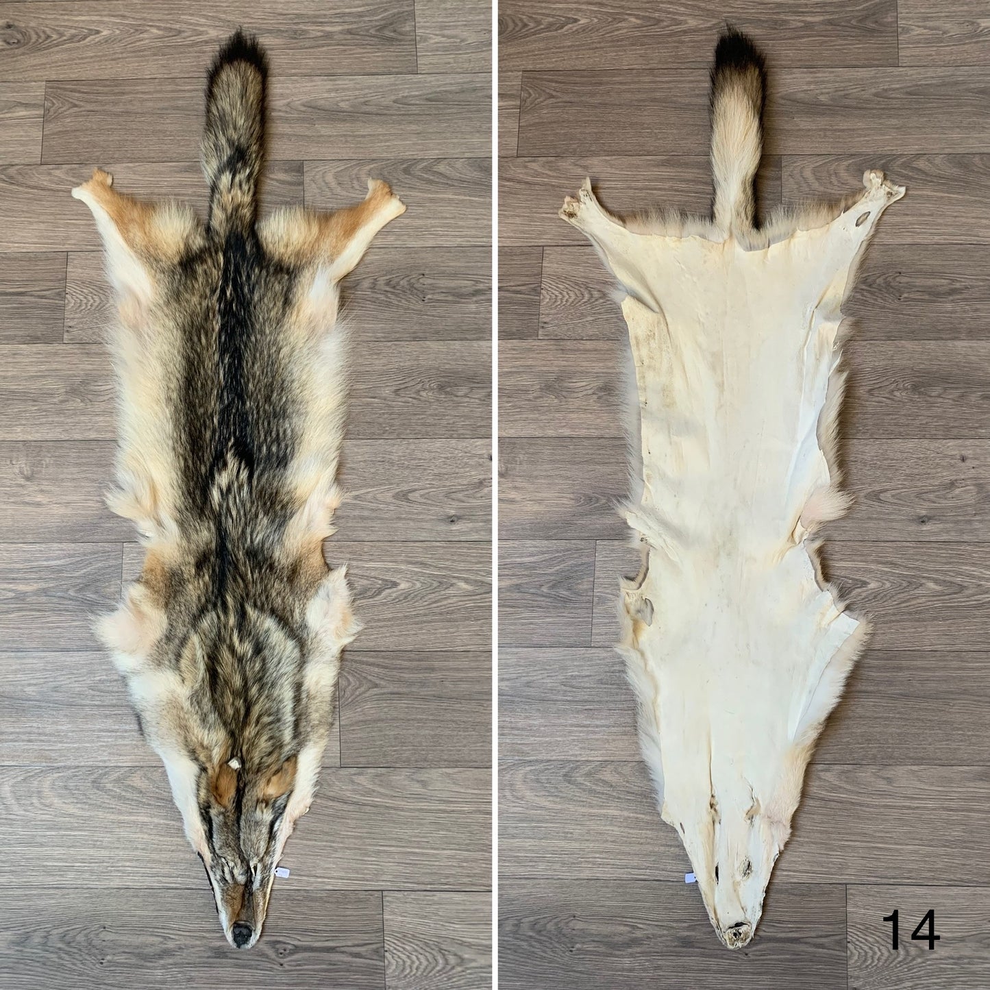 Coyote pelt (14)