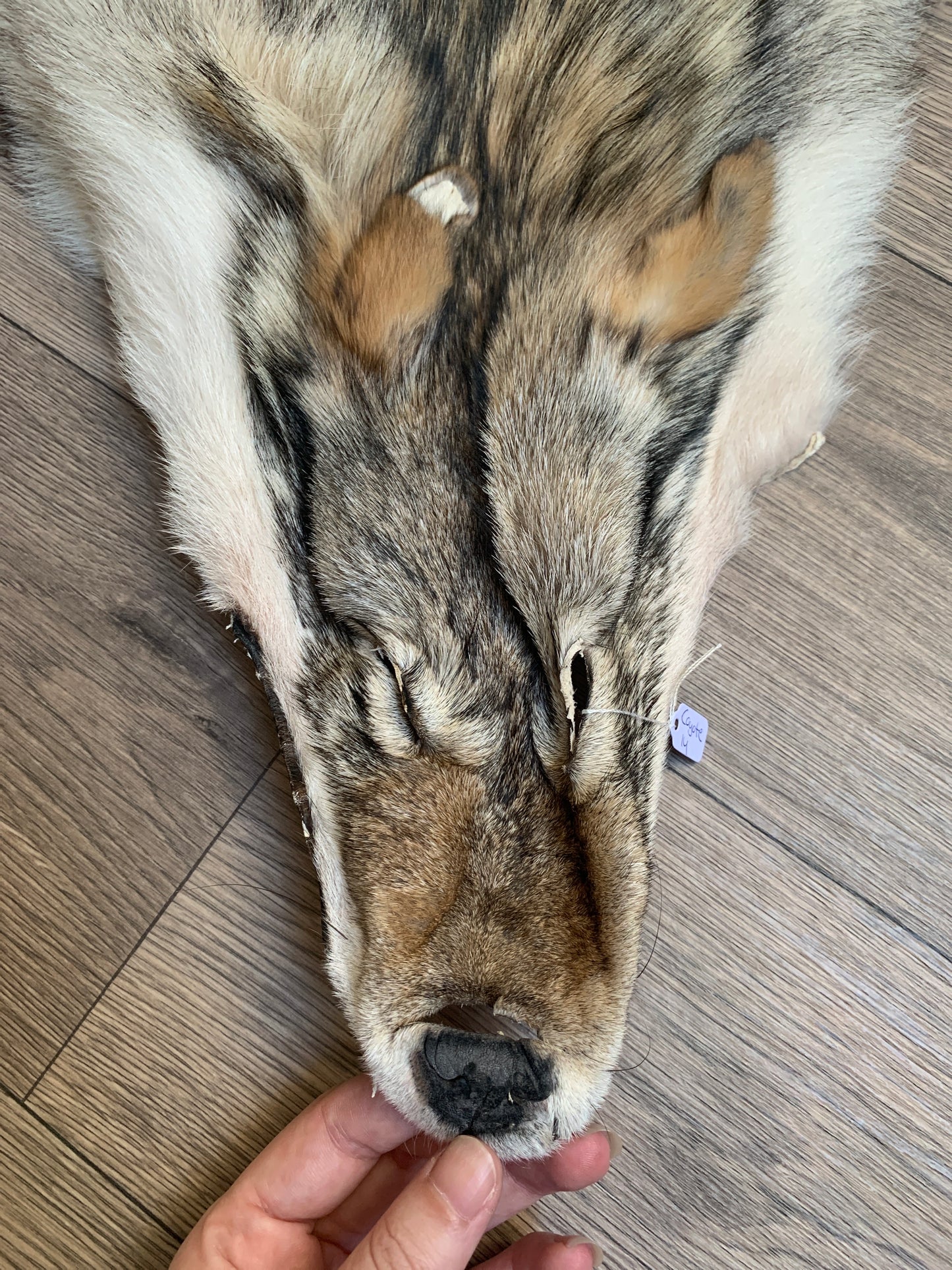 Coyote pelt (14)