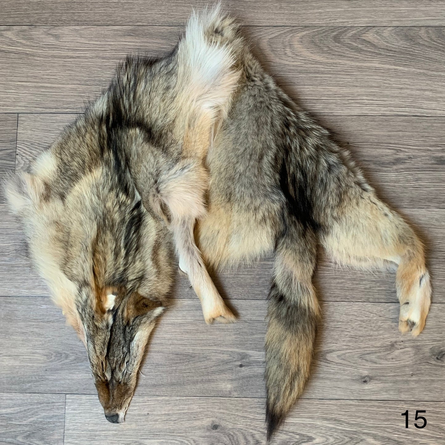 Coyote pelt (15)