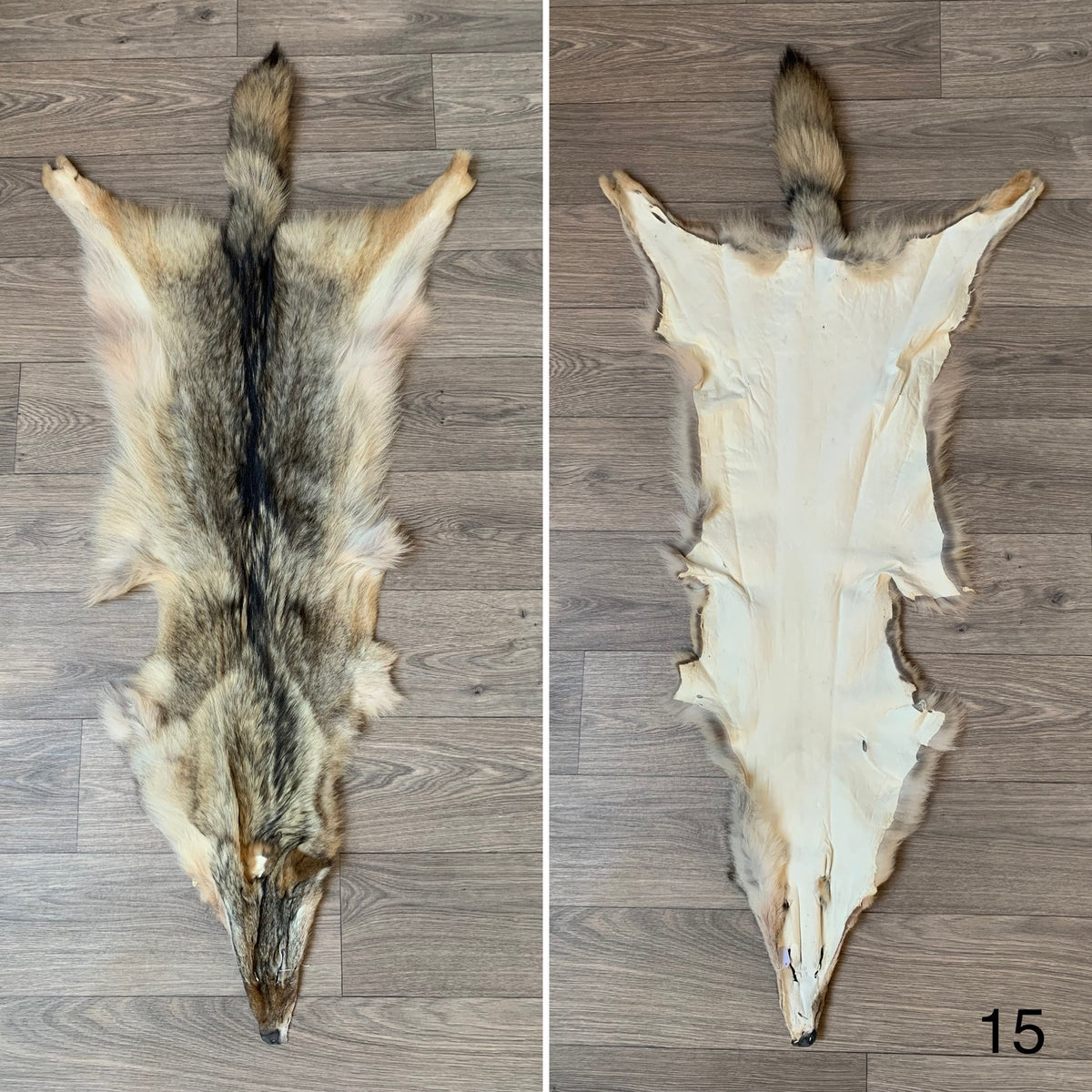 Pelt Rafiz Coyote pelt (15) – Orange Lion Creations