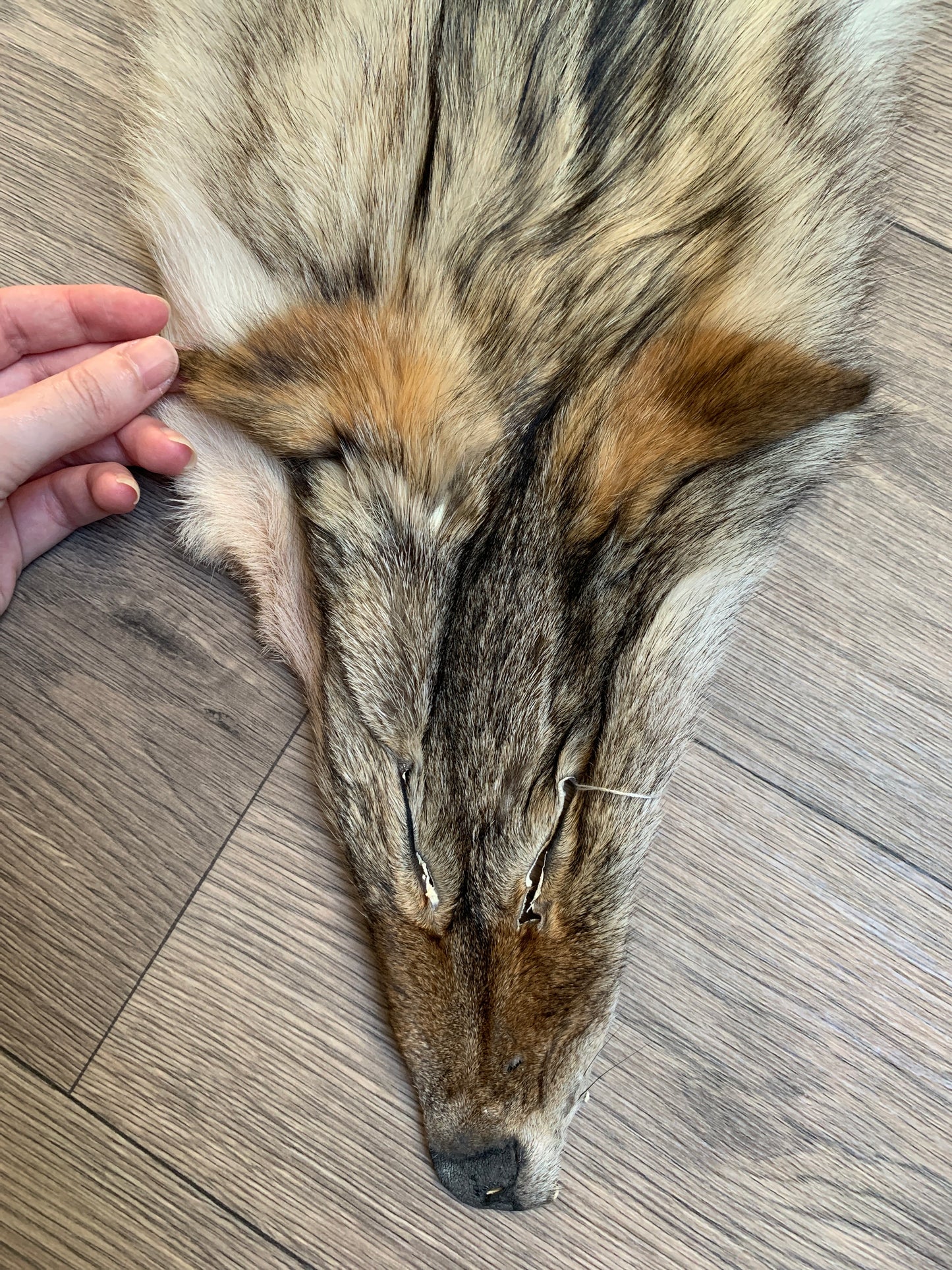 Coyote pelt (15)