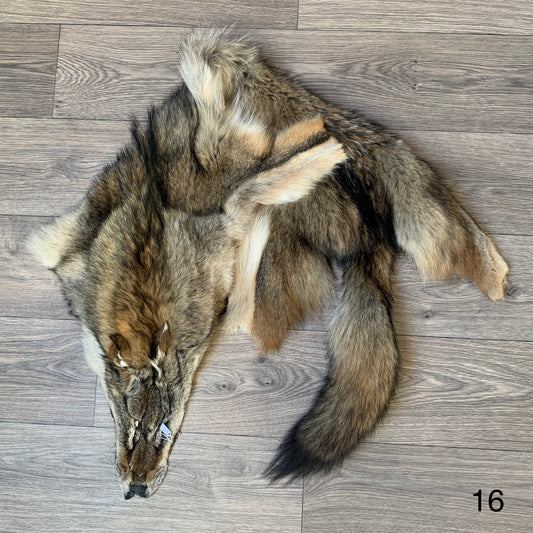 Coyote pelt (16)