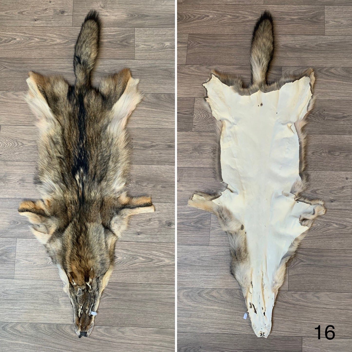 Coyote pelt (16)