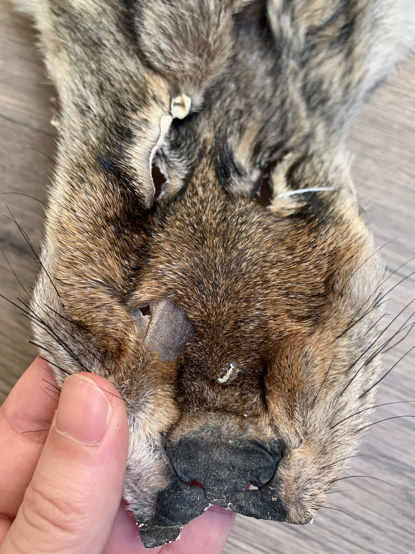 Coyote pelt (16)