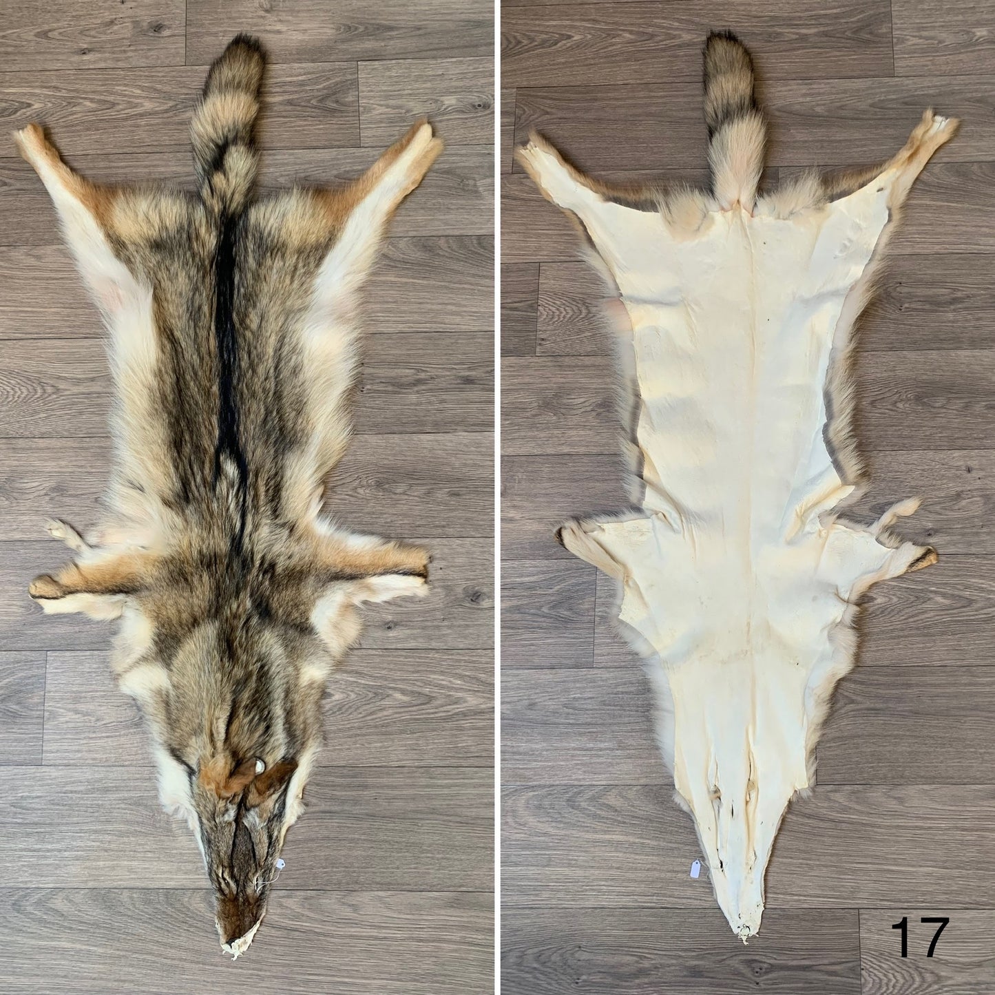 Coyote pelt (17)