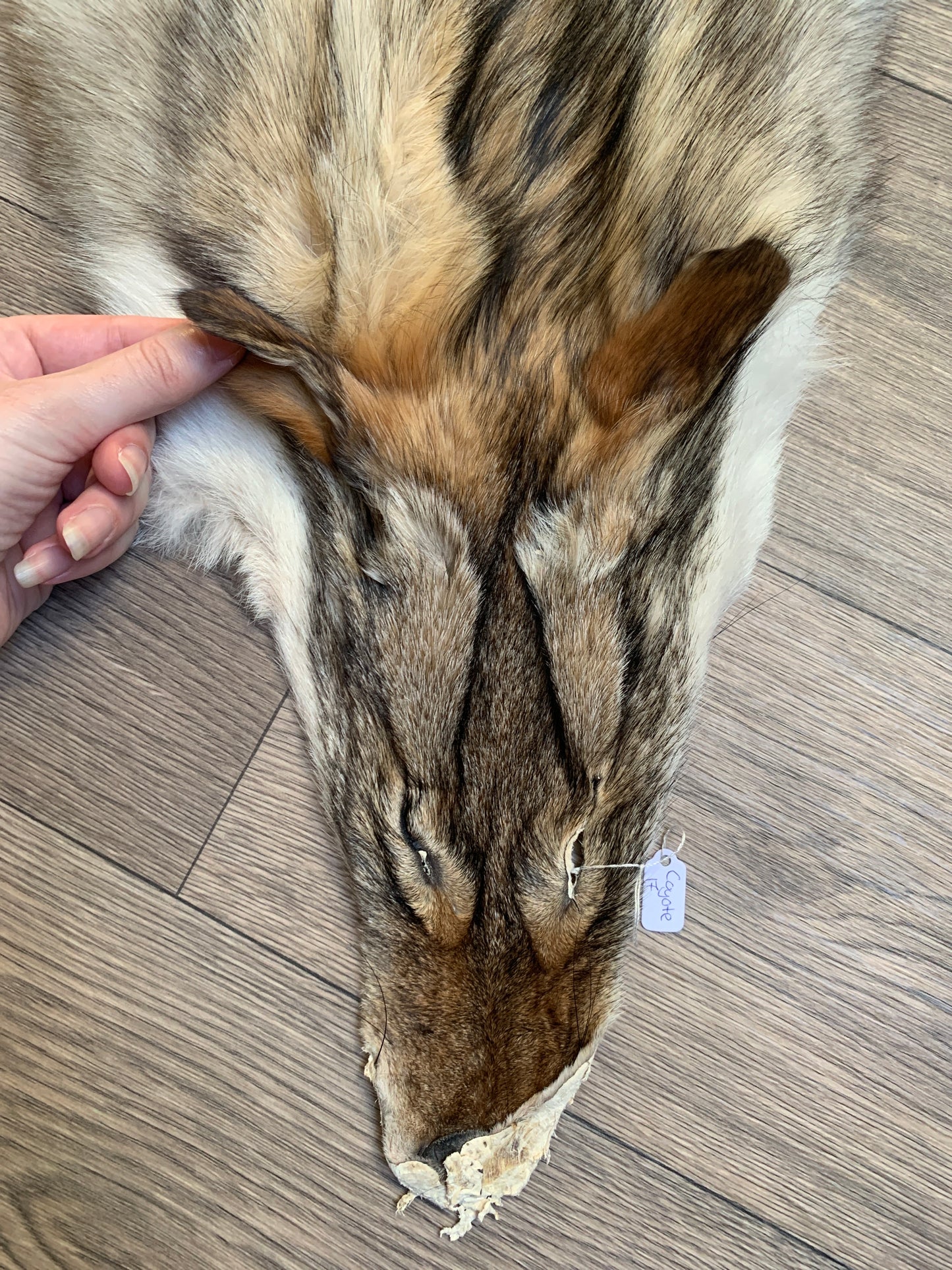 Coyote pelt (17)