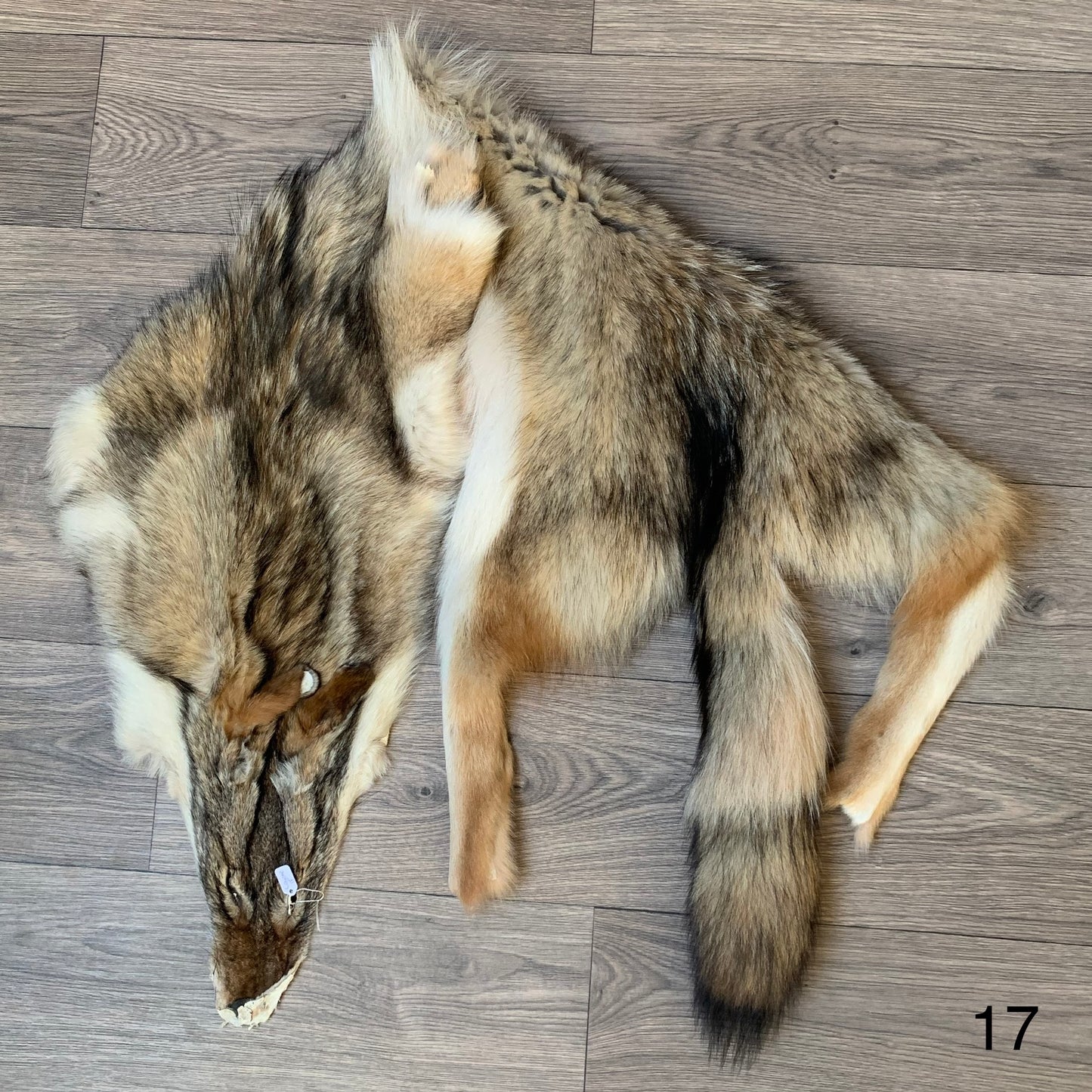 Coyote pelt (17)