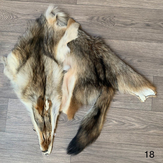 Coyote pelt (18)