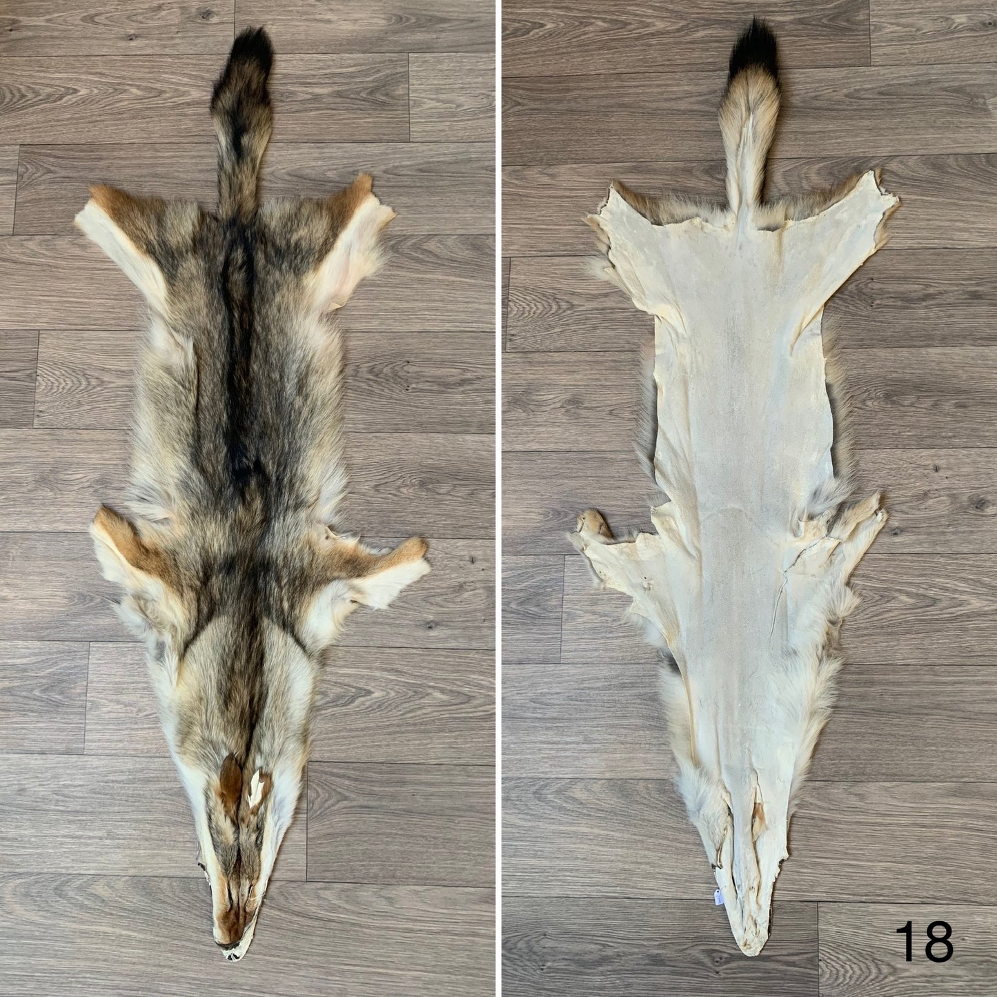 Coyote pelt (18)