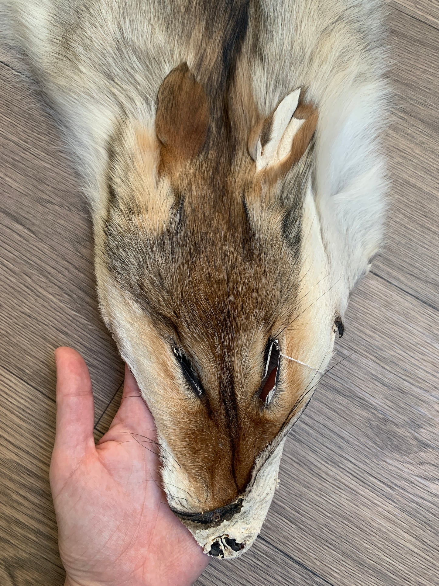 Coyote pelt (18)