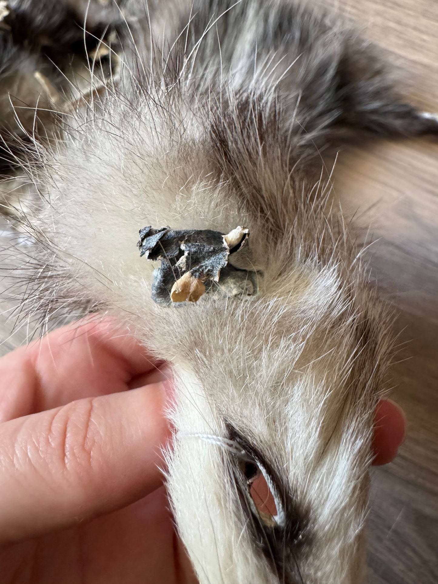 Female opossum mountable pelt (1)