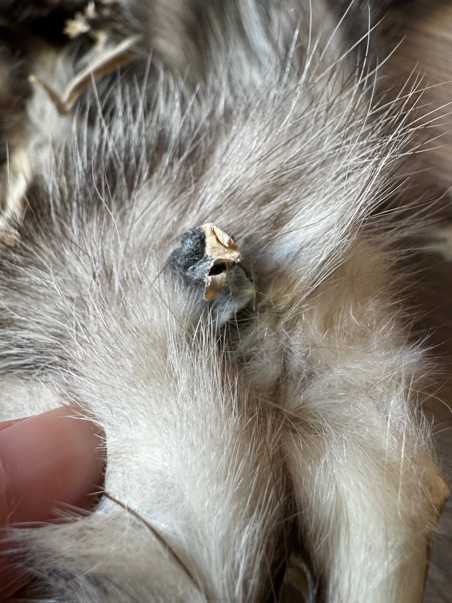 Female opossum mountable pelt (1)