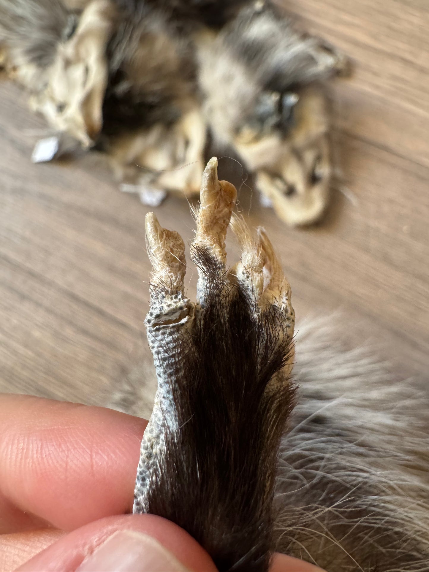 Female opossum mountable pelt (1)