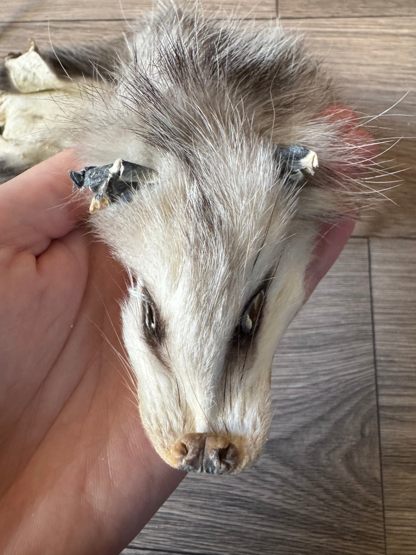 Female opossum mountable pelt (1)