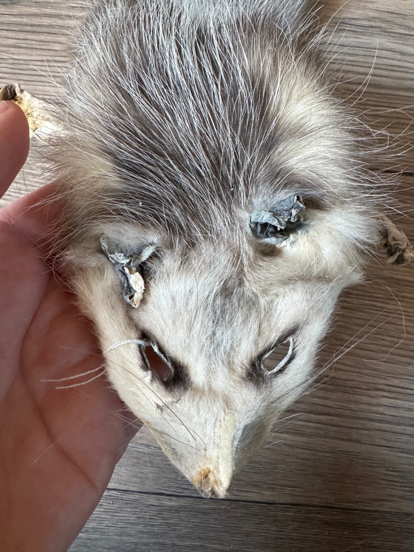 Male opossum mountable pelt (4)