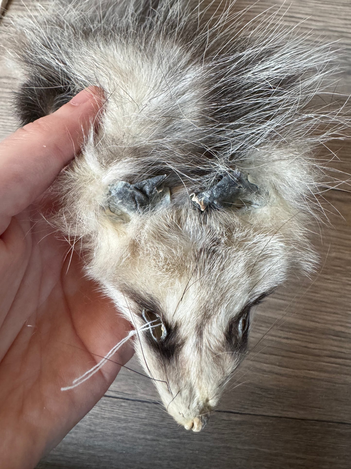 Male opossum mountable pelt (5)