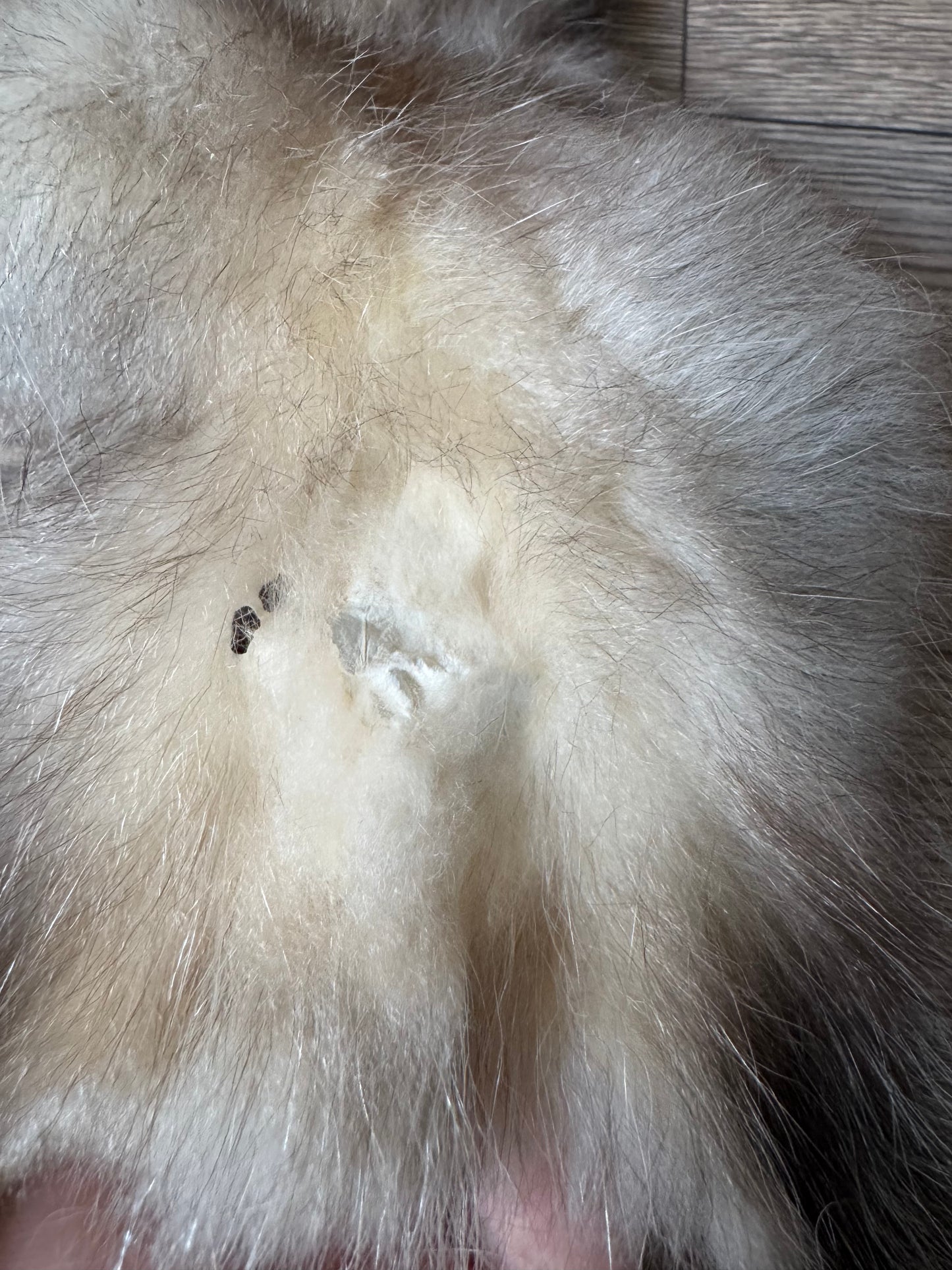 Male opossum mountable pelt (5)