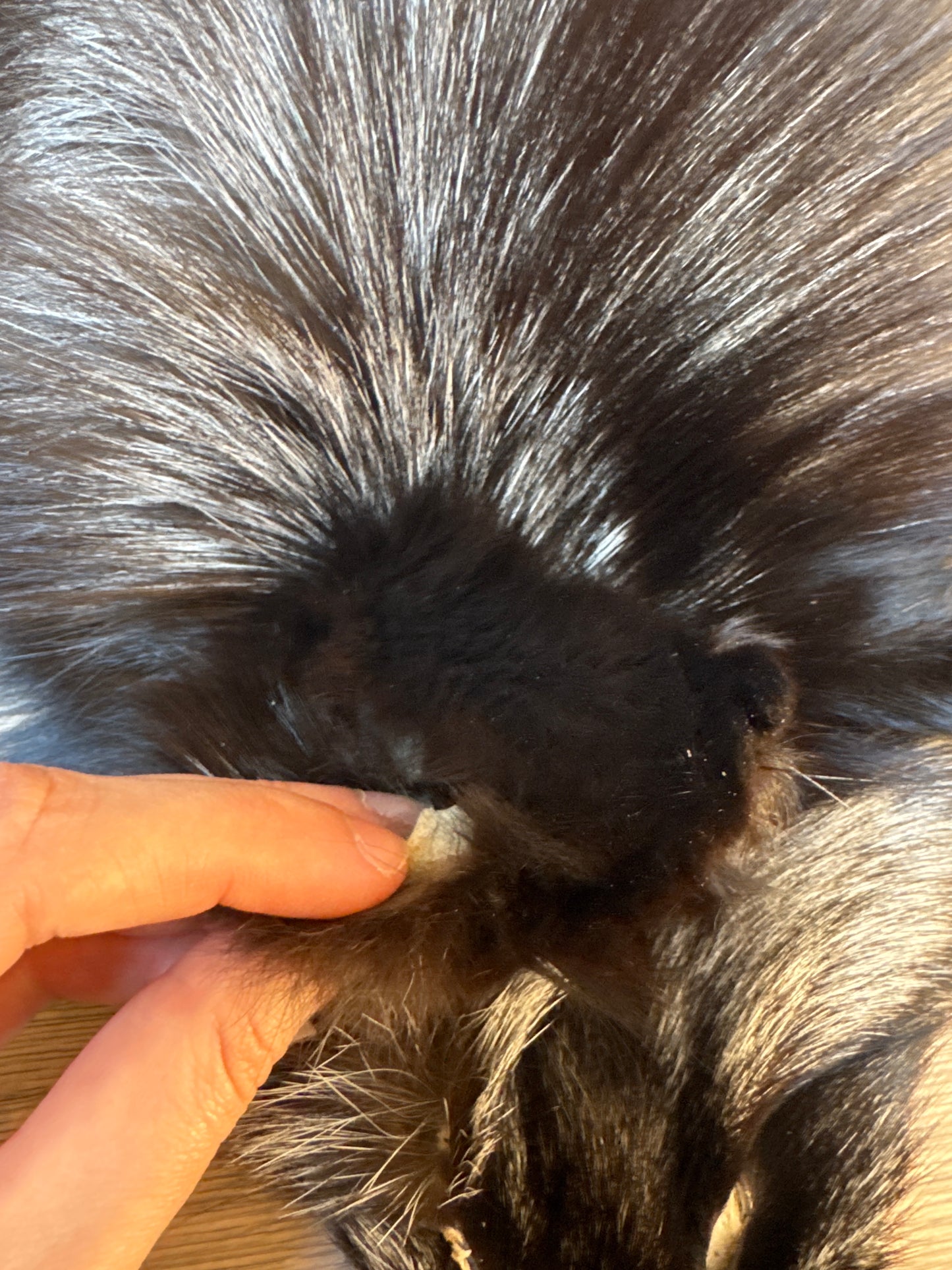 Silver fox pelt (5)