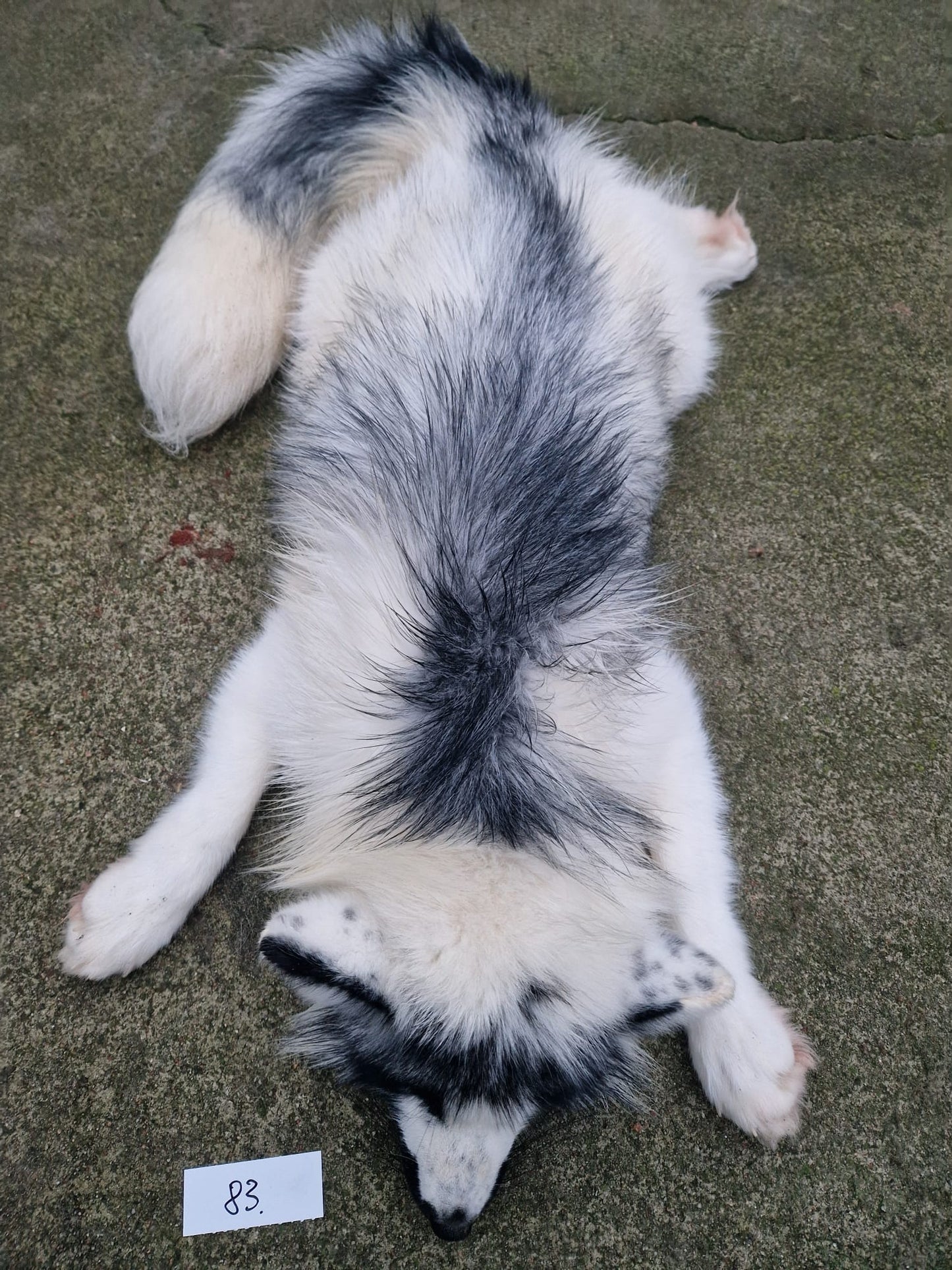 Arctic Marble (tag 83)