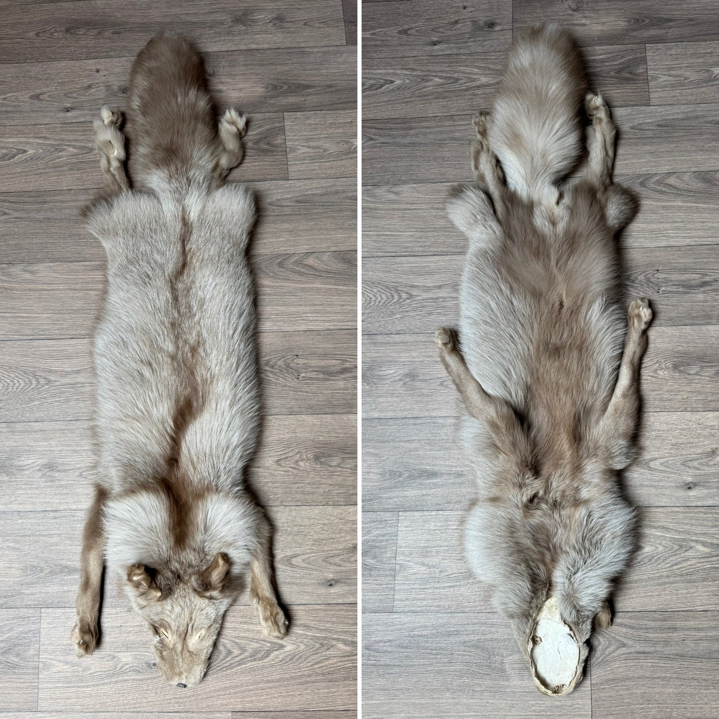Male Polish Pastel fox mountable pelt (tag 3)