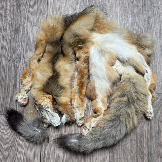 Male kit fox mountable pelt (3)