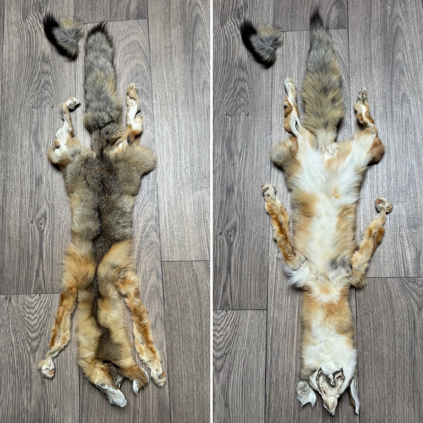 Male kit fox mountable pelt (3)