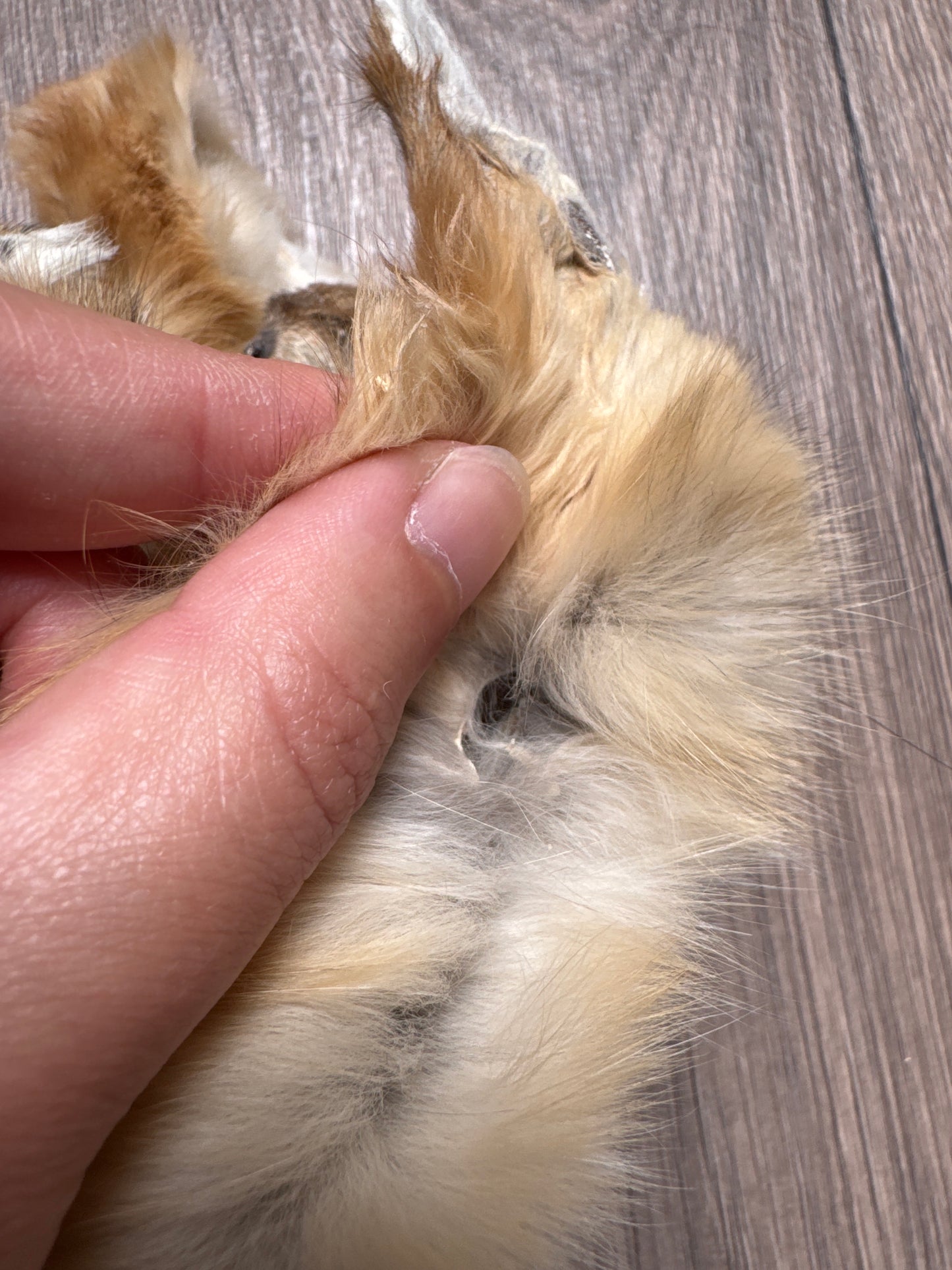 Male kit fox mountable pelt (3)