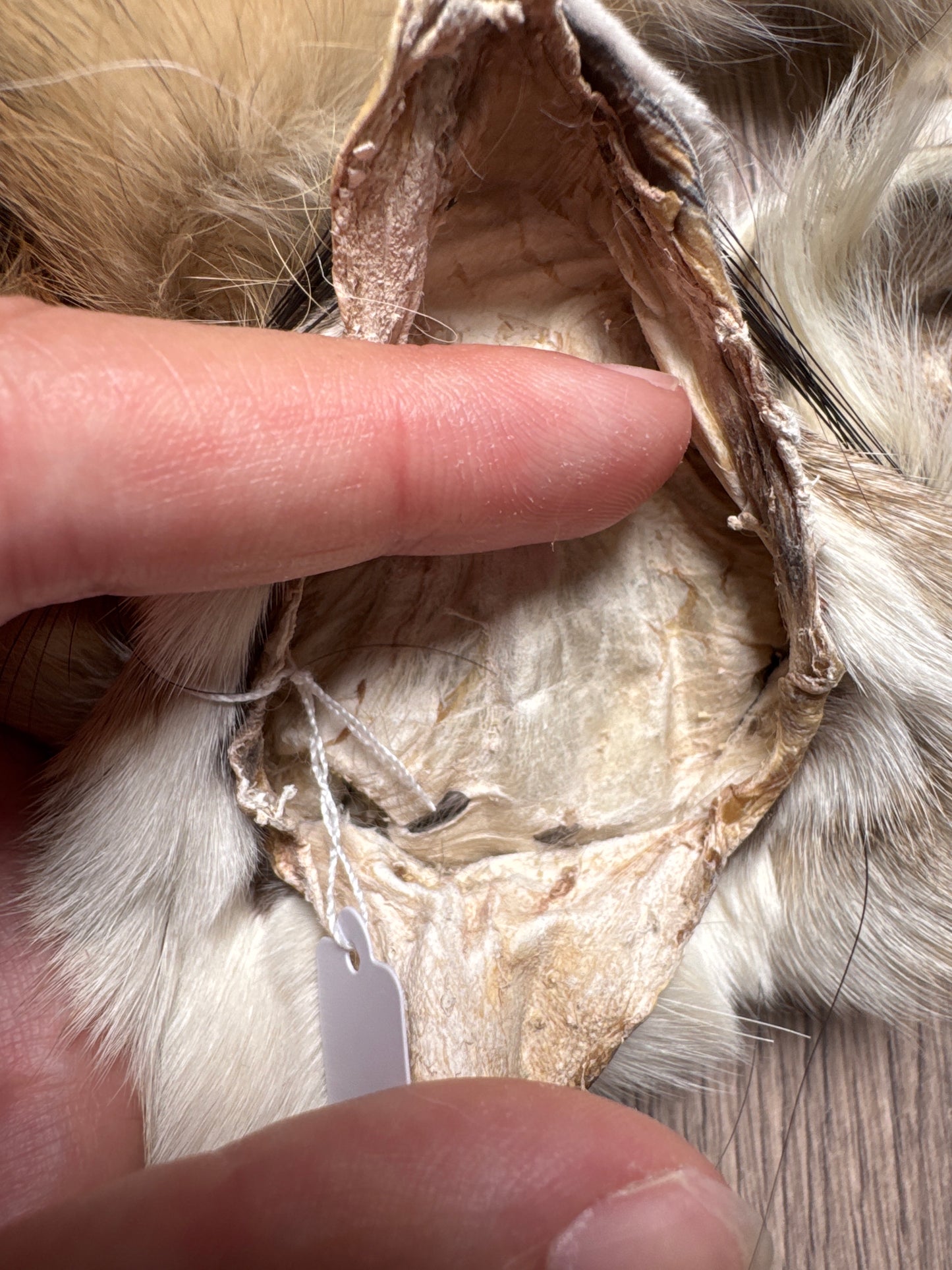 Male kit fox mountable pelt (3)