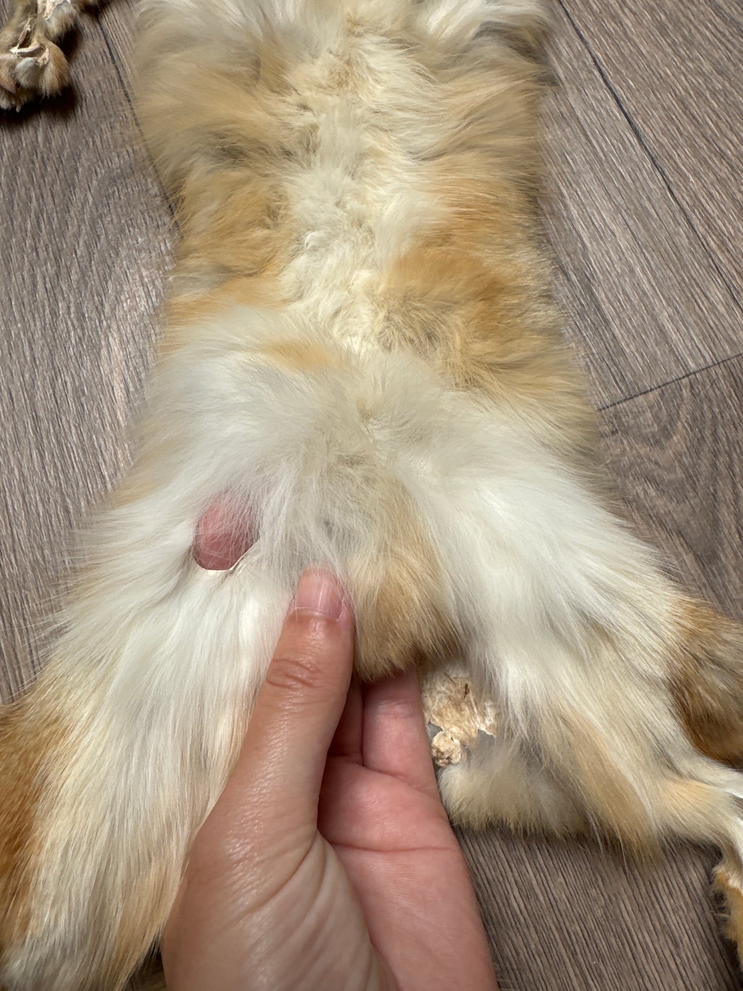 Male kit fox mountable pelt (3)