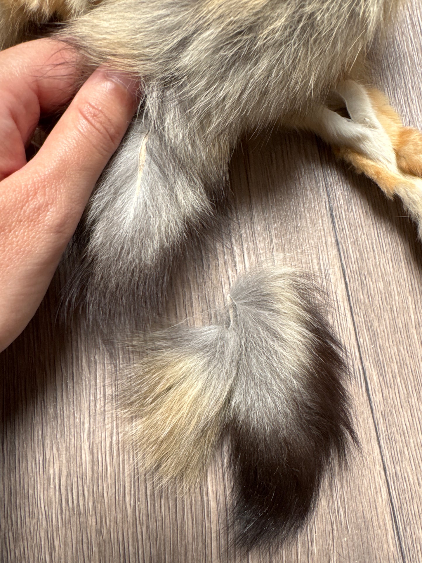 Male kit fox mountable pelt (3)