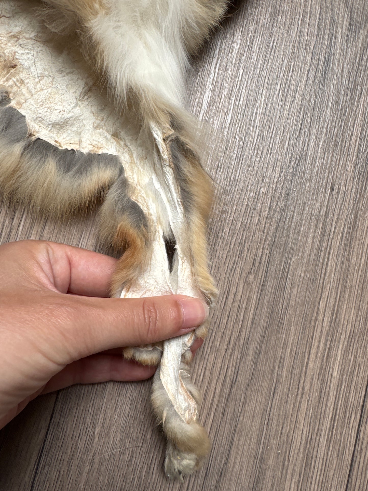 Male kit fox mountable pelt (3)