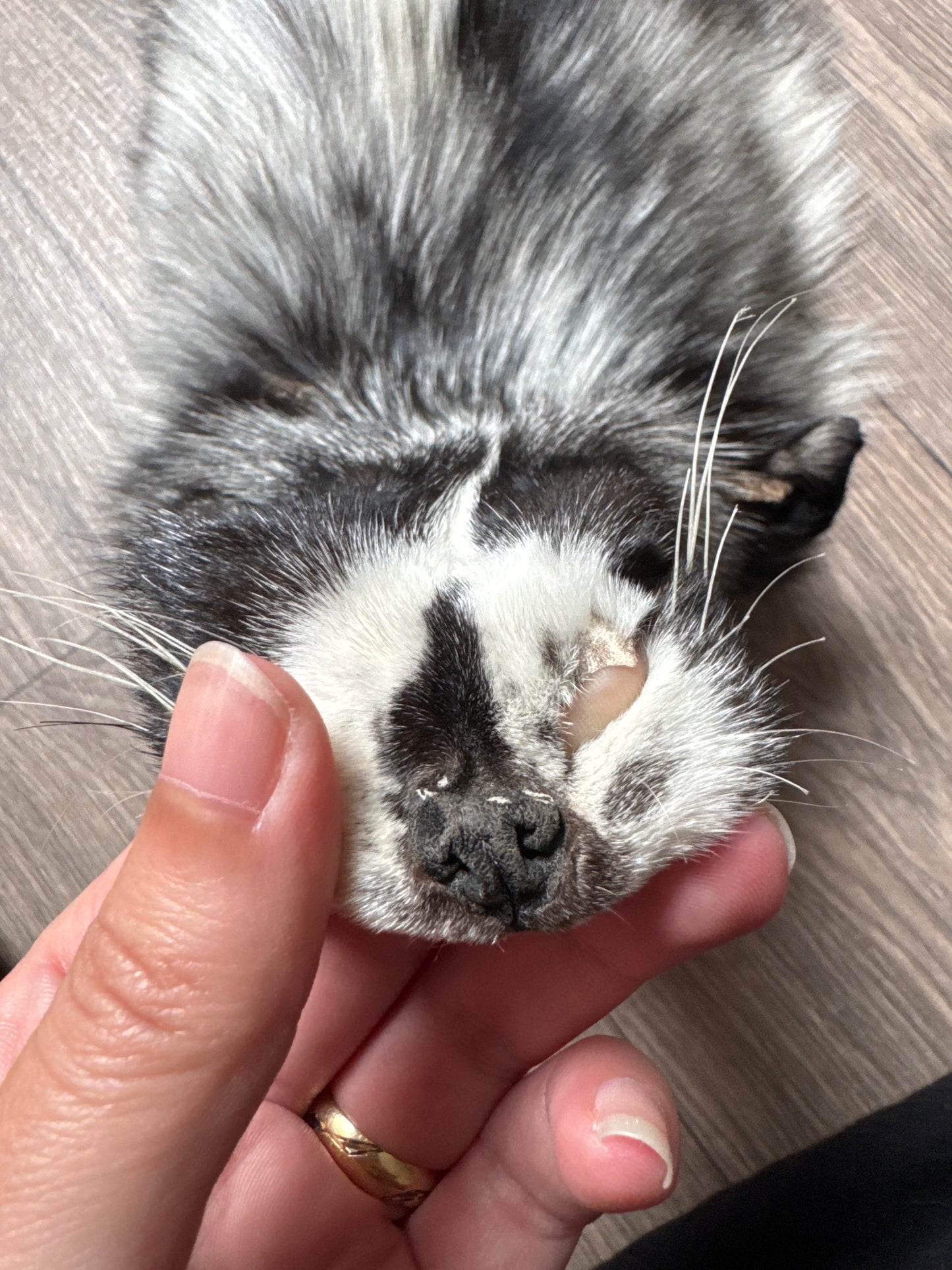 Silver Ringneck fox pelt (14)