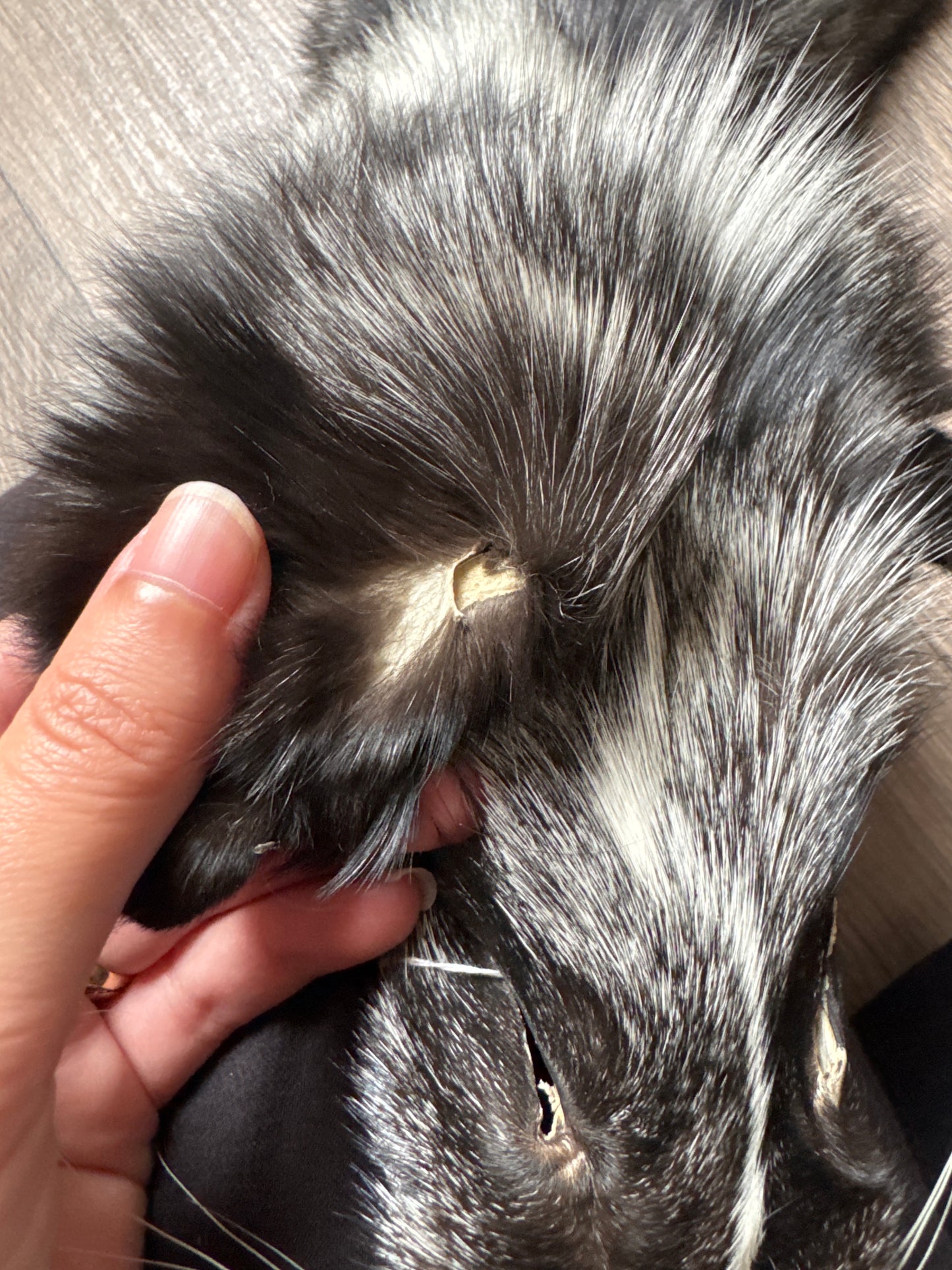 Silver Ringneck fox pelt (14)