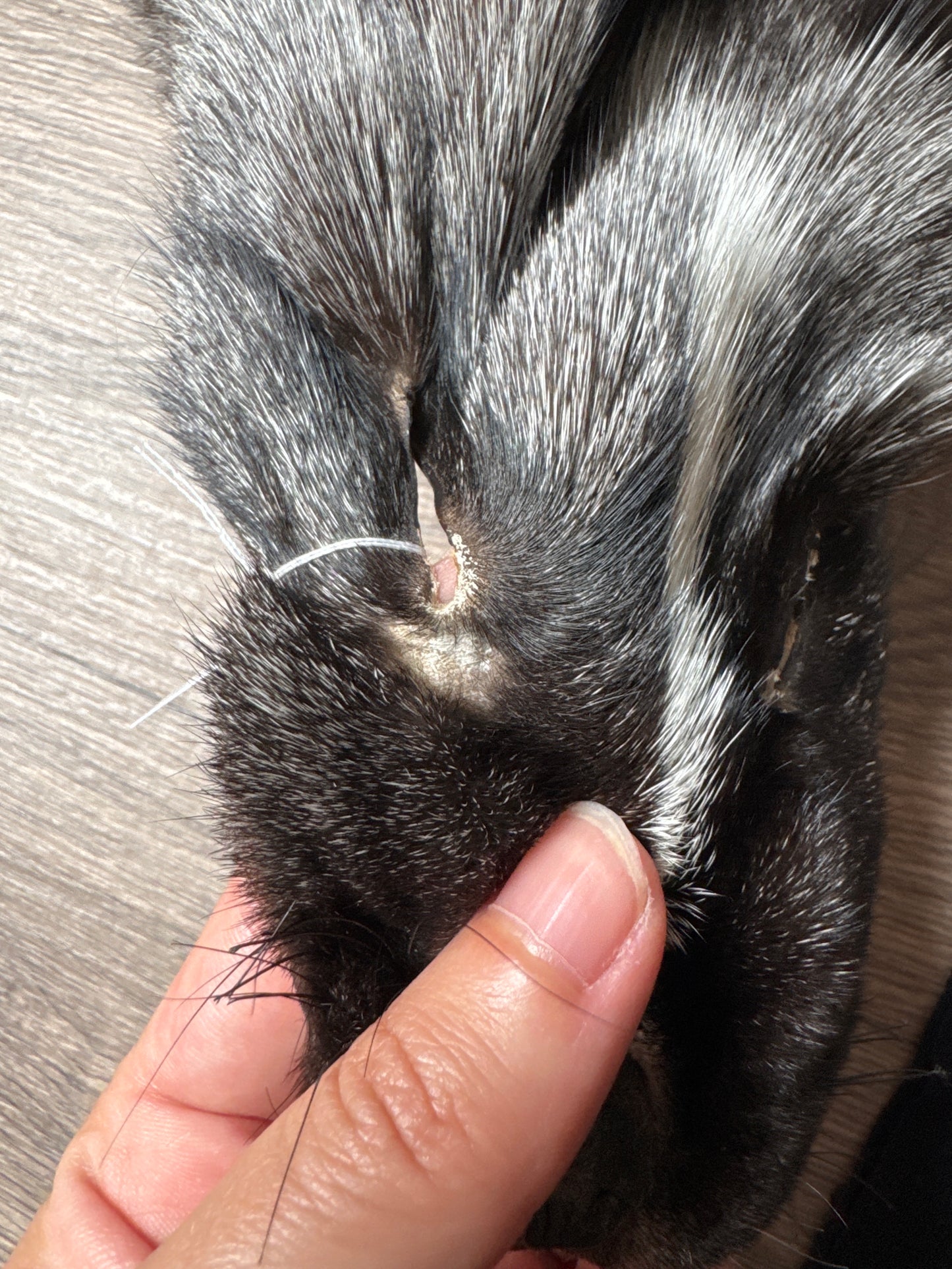 Silver Ringneck fox pelt (17)