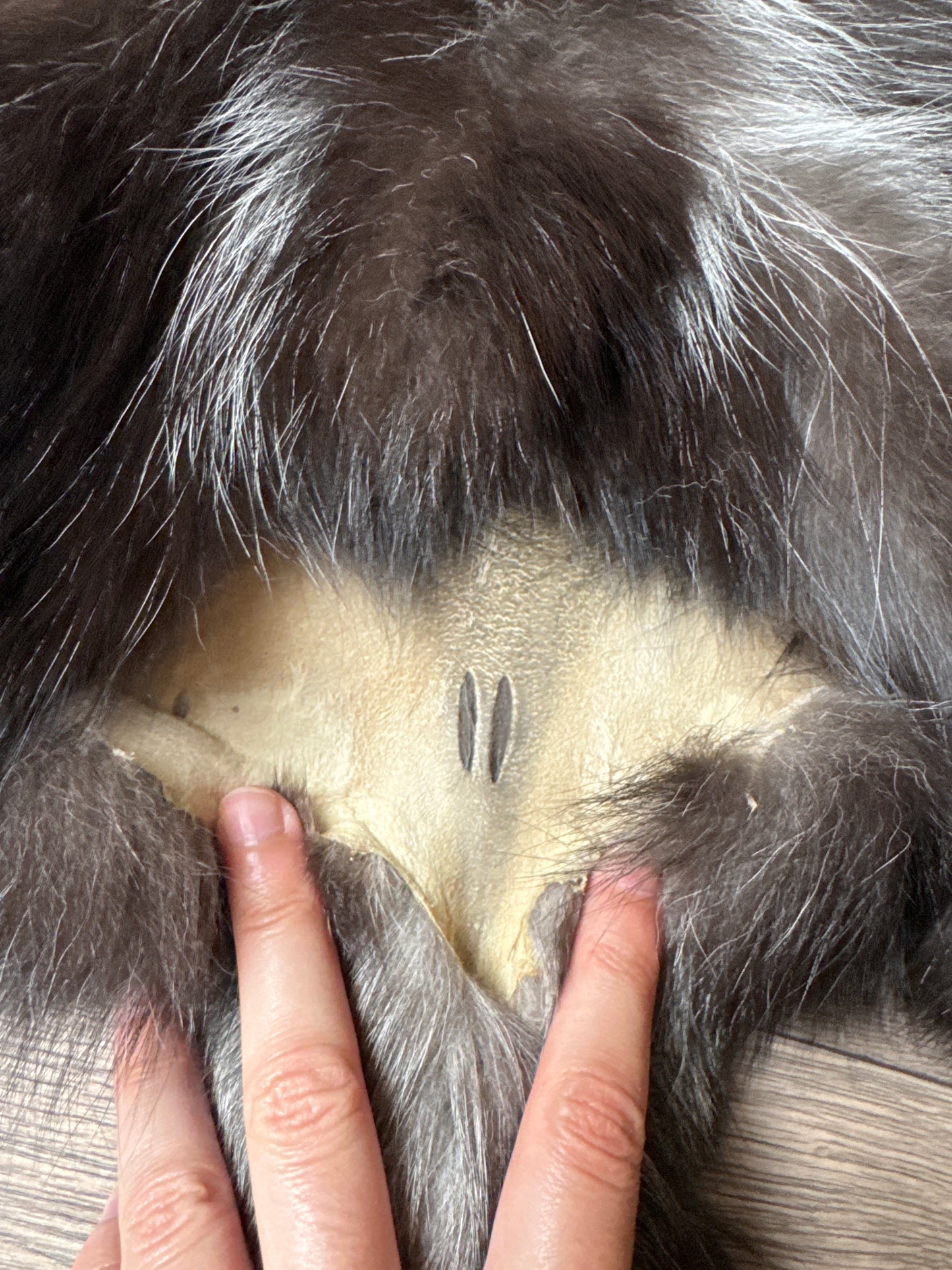 Silver Ringneck fox pelt (17)