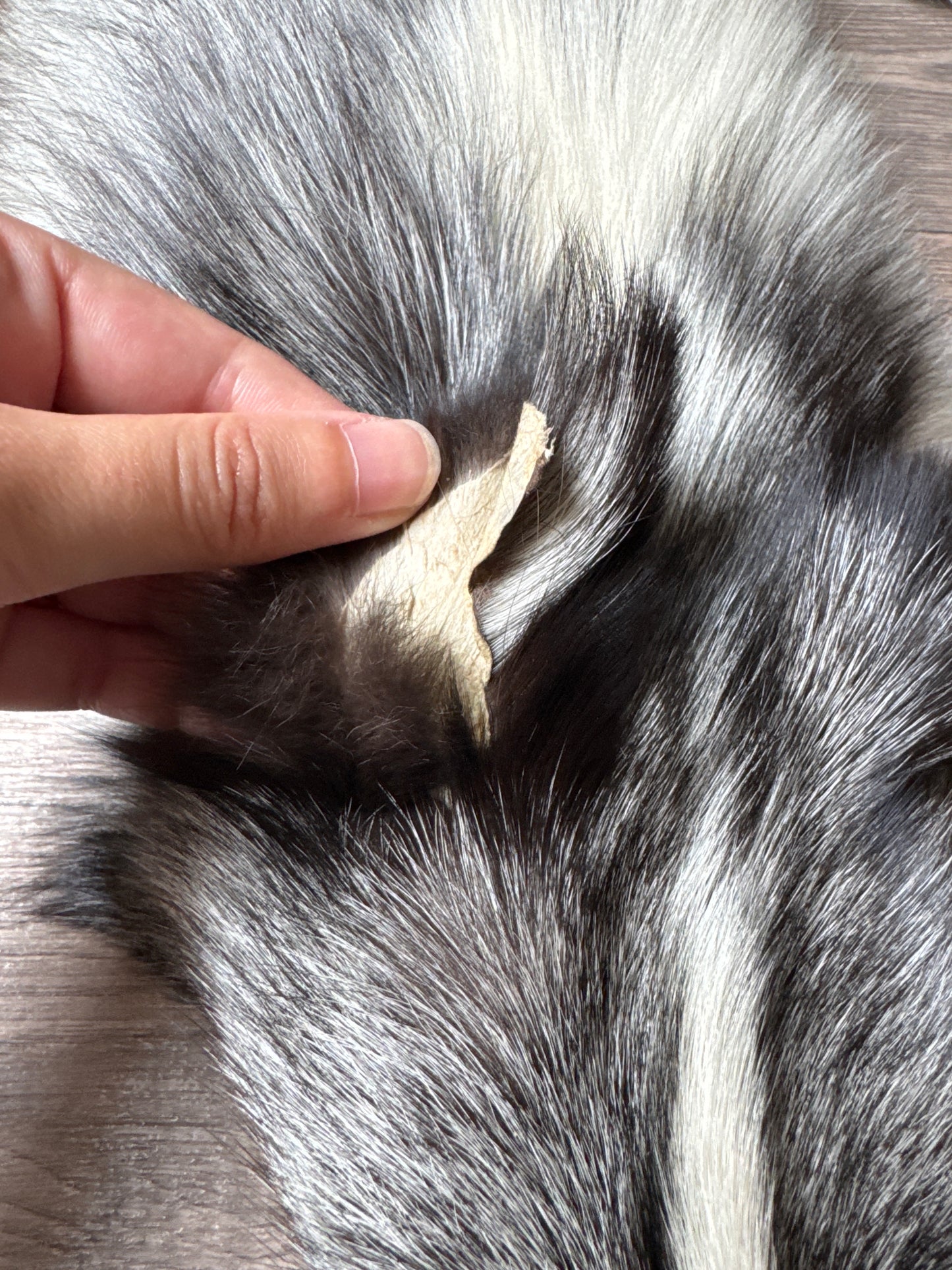 Silver Ringneck fox pelt (18)